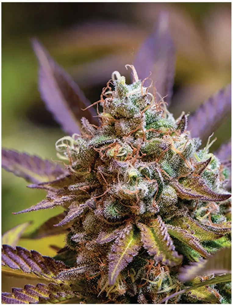 Indica Puzzle: Nick Johnson “Gelato Cake Ii" 8.1" X 10.81" 130 Piece 1/4 Inch Thick Maple Wood Jigsaw Puzzle 1