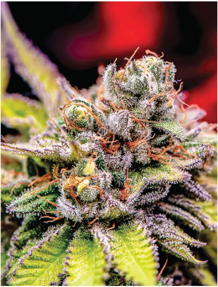 Indica Puzzle: Nick Johnson “Colins Mandarin Temple" 8.1" X 10.81" 130 Piece 1