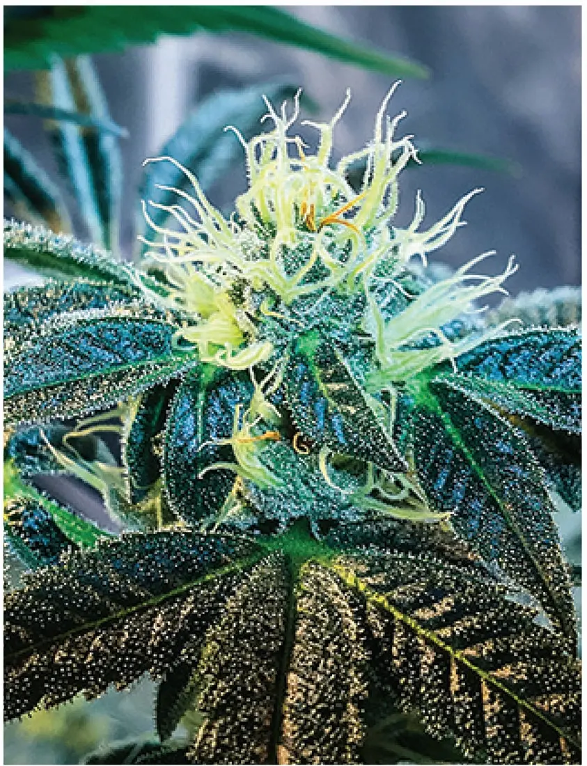 Indica Puzzles: Sport Farmer “Gary Gnu Ii” 8.1" X 10.81" 130 Piece 1/4 Inch Thick Maple Wood Jigsaw Puzzle 1