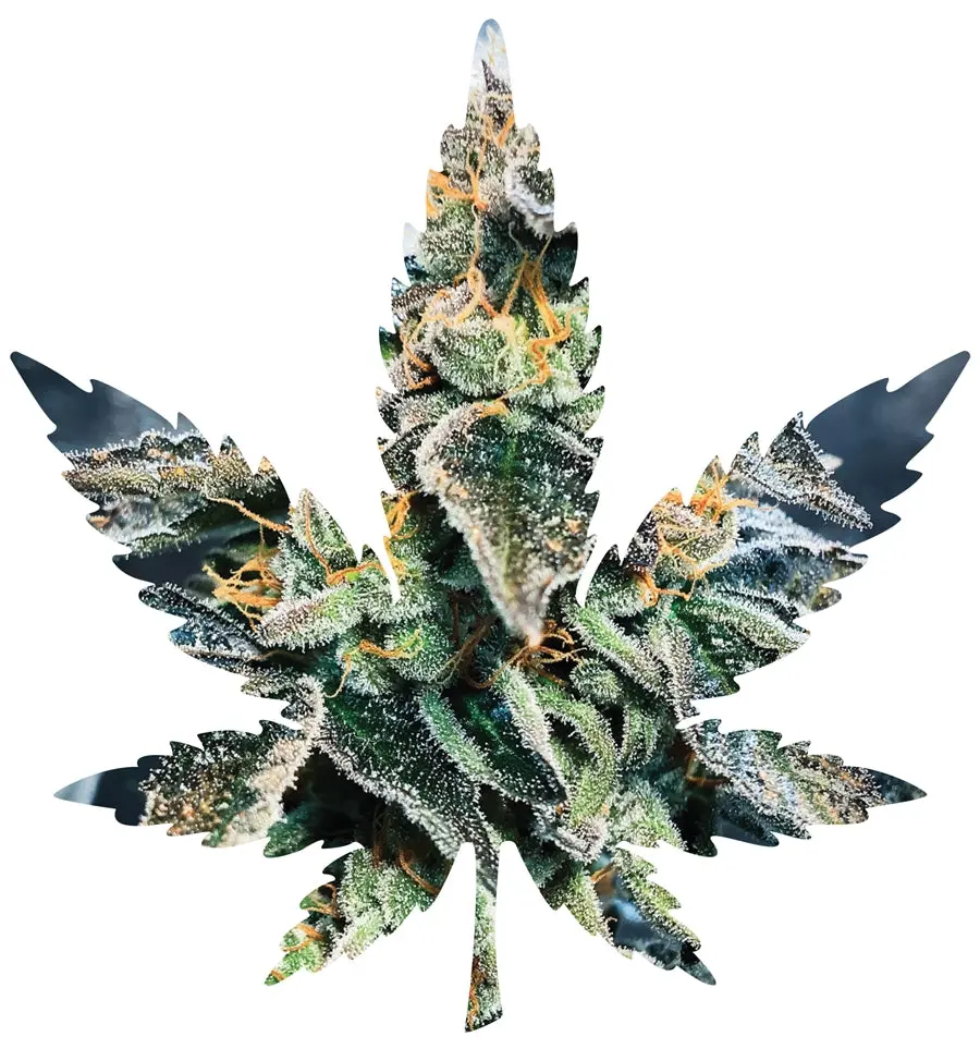 Indica Leaf Shape Puzzle: Sport Farmer "Gary Gnu" 10" X 11" 69 Piece 1/4 Inch Thick Maple Wood Jigsaw Puzzle 1