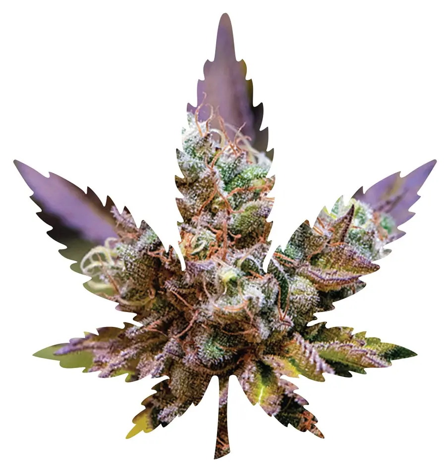 Indica Leaf Shape Puzzle: Nick Johnson “Gelato Cake Ii" 10" X 11" 69 Piece 1/4 Inch Thick Maple Wood Jigsaw Puzzle 1