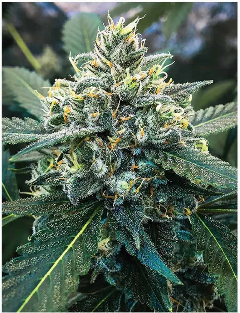 Indica Puzzles: Sport Farmer “Witches Fuel” 8.1" X 10.81" 130 Piece 1/4 Inch Thick Maple Wood Jigsaw Puzzle 1