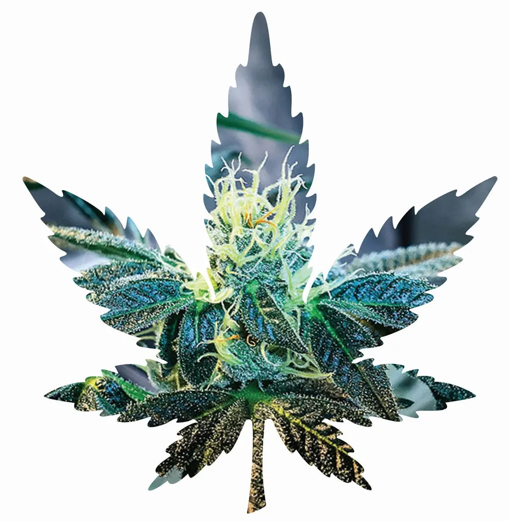 Indica Leaf Shape Puzzle: Sport Farmer "Gary Gnu Ii" 10" X 11" 69 Piece 1/4 Inch Thick Maple Wood Jigsaw Puzzle 1