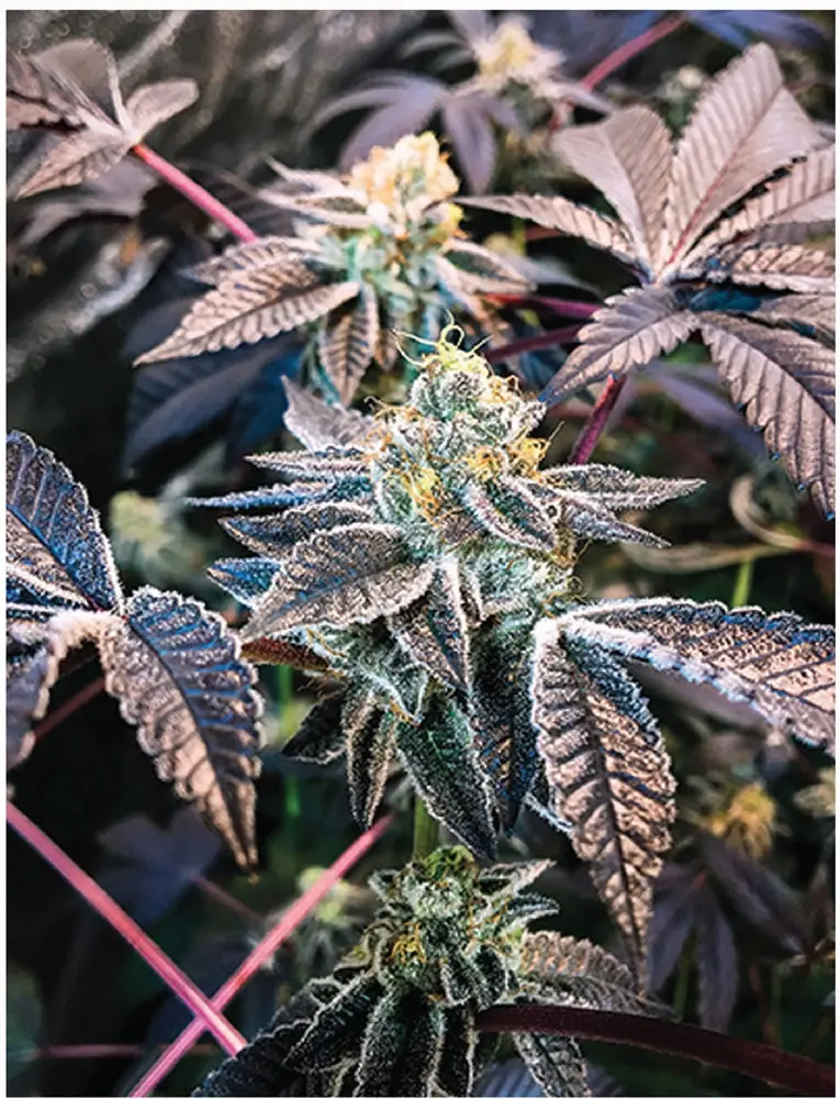 Indica Puzzles: Sport Farmer “Grape Licorice Cookies” 8.1" X 10.81" 130 Piece 1/4 Inch Thick Maple Wood Jigsaw Puzzle 1