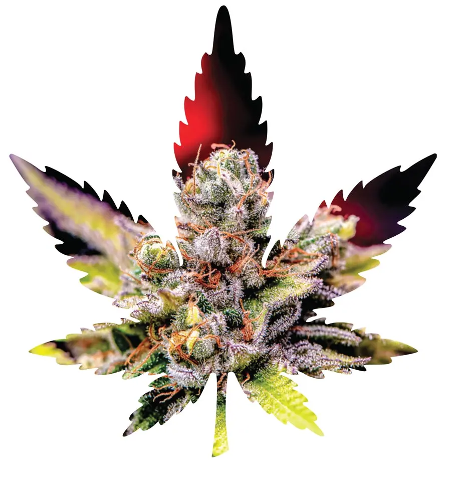 Indica Leaf Shape Puzzle: Nick Johnson “Colins Mandarin Temple" 10" X 11" 69 Piece 1/4 Inch Thick Maple Wood Jigsaw Puzzle 1