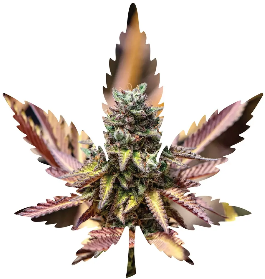 Indica Leaf Shape Puzzle: Nick Johnson “Gelato Cake" 10" X 11" 69 Piece 1/4 Inch Thick Maple Wood Jigsaw Puzzle 1