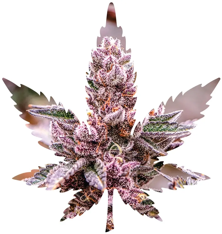 Indica Leaf Shape Puzzle: Nick Johnson “Tropicana Cookies" 10" X 11" 69 Piece 1/4 Inch Thick Maple Wood Jigsaw Puzzle 1