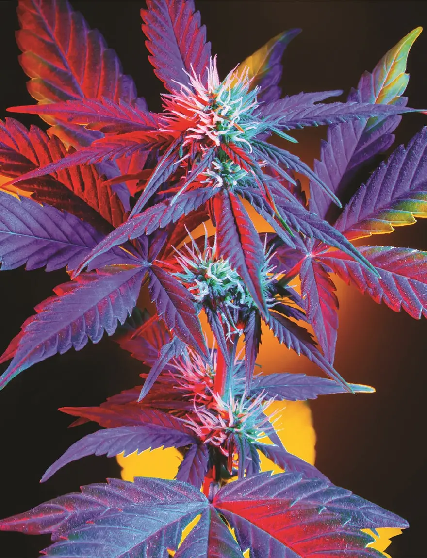 Indica Puzzles “Prism Dream" 6.1" X 8.1" 85 Piece 1/4 Inch Thick Maple Wood Jigsaw Puzzle 1