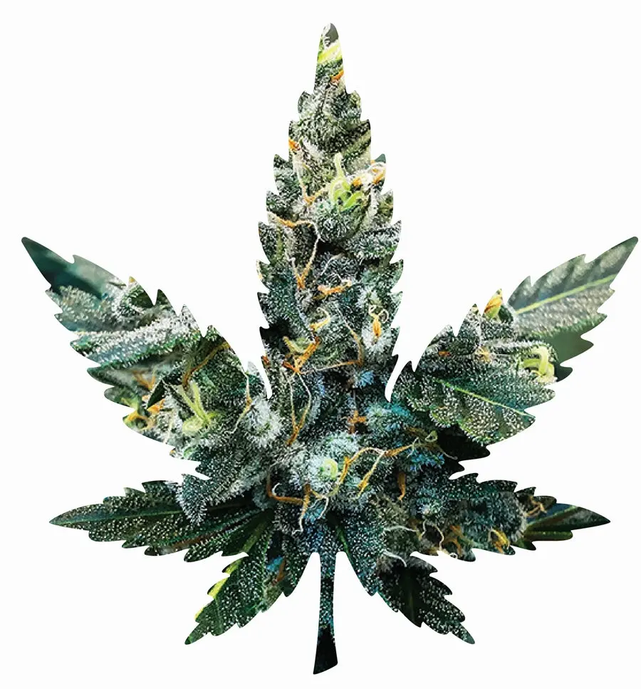 Indica Leaf Shape Puzzle: Sport Farmer "Witches Fuel" 10" X 11" 69 Piece 1/4 Inch Thick Maple Wood Jigsaw 1