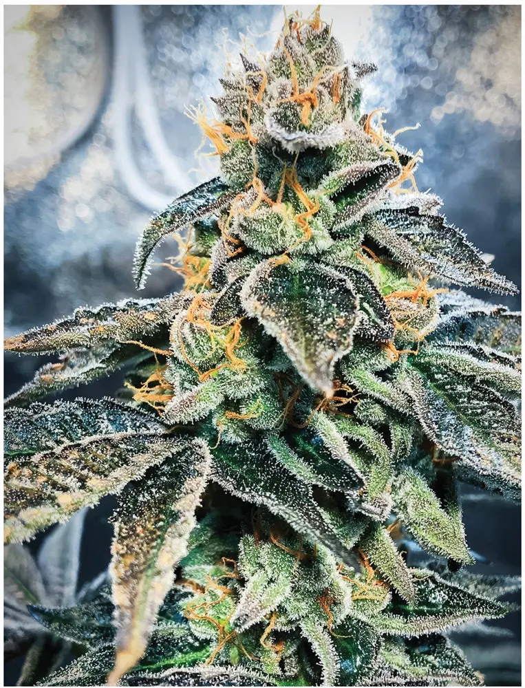 Indica Puzzles: Sport Farmer “Gary Gnu” 8.1" X 10.81" 130 Piece 1/4 Inch Thick Maple Wood Jigsaw Puzzle 1